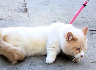 Why Do People Walk Their Cats? A Surprising Trend in Pet Care Does anyone take their cats on walks? : r/CatAdvice