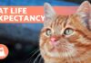 The Hard Truth About Life Expectancy of a Feral Cat: Survival Against All Odds How long do the feral cats really live if they just come for food and live outside?