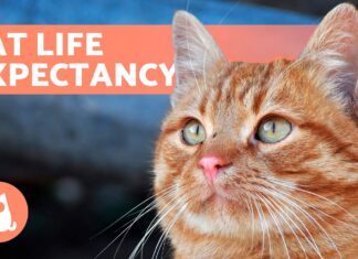 The Hard Truth About Life Expectancy of a Feral Cat: Survival Against All Odds How long do the feral cats really live if they just come for food and live outside?
