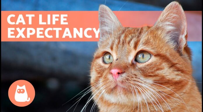 The Hard Truth About Life Expectancy of a Feral Cat: Survival Against All Odds How long do the feral cats really live if they just come for food and live outside?