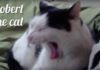 Meet Robert Cat: The Internet’s Most Charming Feline Sensation Robert Cat