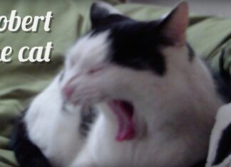 Meet Robert Cat: The Internet’s Most Charming Feline Sensation Robert Cat