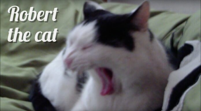 Meet Robert Cat: The Internet’s Most Charming Feline Sensation Robert Cat