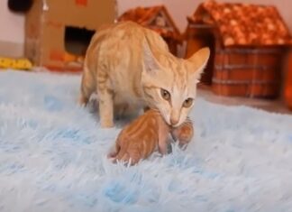 The Ultimate Guide to Bringing Kittens Home: Everything You Need to Know for a Purr-fect Start Bringing Your Kitten Home and Their First Week with You
