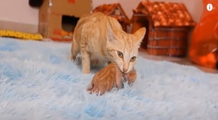 The Ultimate Guide to Bringing Kittens Home: Everything You Need to Know for a Purr-fect Start Bringing Your Kitten Home and Their First Week with You