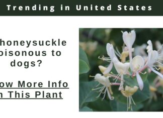 Is Honeysuckle Poisonous to Dogs? Understanding the Risks and Safety Tips Poisonous Plants: What Plants are Toxic to My Dog?