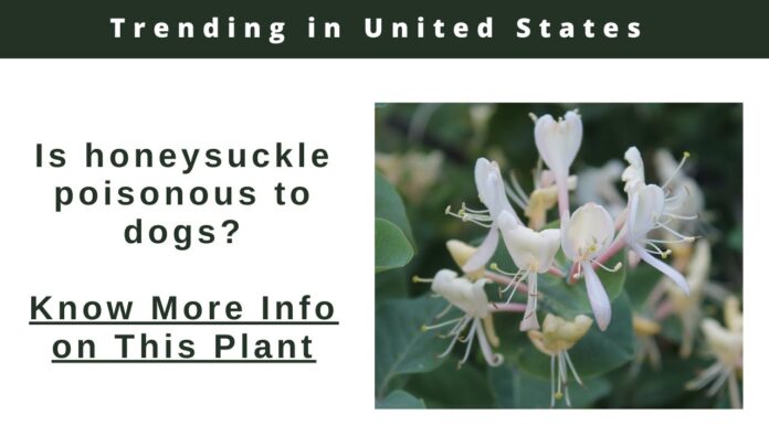 Is Honeysuckle Poisonous to Dogs? Understanding the Risks and Safety Tips Poisonous Plants: What Plants are Toxic to My Dog?