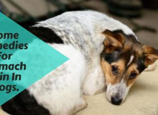 How to Help Your Puppy Tummy Ache: A Complete Guide for Pet Parents When To See A Veterinarian For A Dog's Stomach Ache