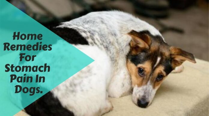 How to Help Your Puppy Tummy Ache: A Complete Guide for Pet Parents When To See A Veterinarian For A Dog's Stomach Ache