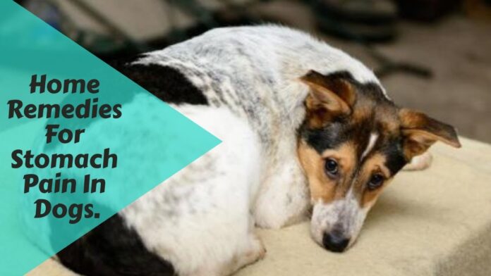 When To See A Veterinarian For A Dog's Stomach Ache