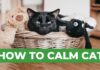 How to Calm a Stressed Cat: Expert Tips for a Peaceful Feline 5 Vet Approved Ways to Calm Your Cat