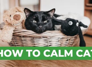 How to Calm a Stressed Cat: Expert Tips for a Peaceful Feline 5 Vet Approved Ways to Calm Your Cat