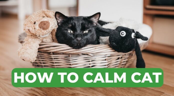 How to Calm a Stressed Cat: Expert Tips for a Peaceful Feline 5 Vet Approved Ways to Calm Your Cat