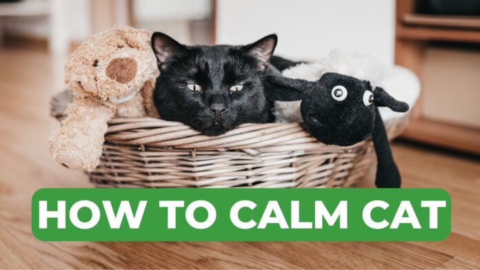 5 Vet Approved Ways to Calm Your Cat