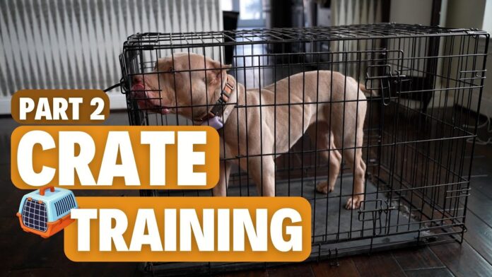 How to crate train your dog or puppy