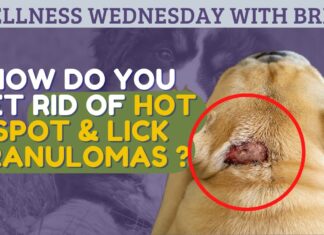 How to Treat Lick Granuloma at Home: A Complete Guide for Pet Parents 5 Steps To Heal Your Dog's Lick Granuloma