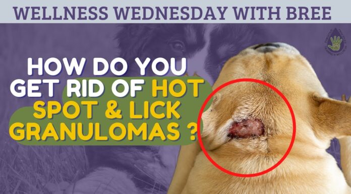 How to Treat Lick Granuloma at Home: A Complete Guide for Pet Parents 5 Steps To Heal Your Dog's Lick Granuloma