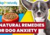 Natural Dog Anxiety Home Remedies: 7 Proven Ways to Calm Your Furry Friend 10 Ways to Calm Your Dog Naturally