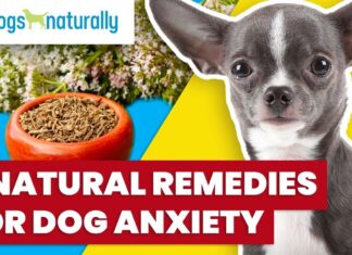Natural Dog Anxiety Home Remedies: 7 Proven Ways to Calm Your Furry Friend 10 Ways to Calm Your Dog Naturally