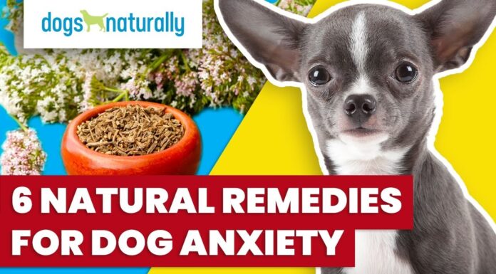 Natural Dog Anxiety Home Remedies: 7 Proven Ways to Calm Your Furry Friend 10 Ways to Calm Your Dog Naturally