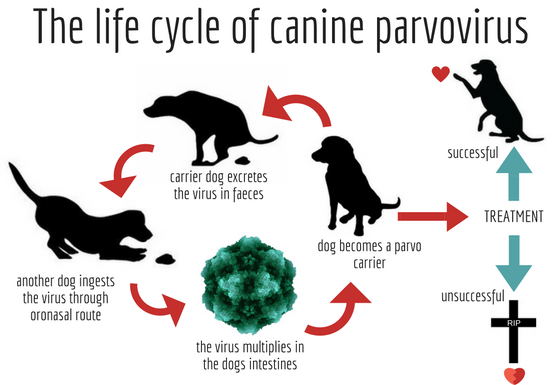 Long Term Effects of Parvo: What Every Dog Parent Needs to Know Long