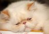 Are Persian Cats Lazy? Unveiling the Truth About These Fluffy Couch Potatoes do persian cats sleep more than normal cats? : r/persiancat