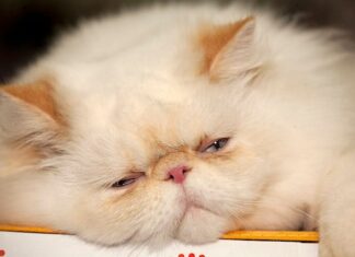 Are Persian Cats Lazy? Unveiling the Truth About These Fluffy Couch Potatoes do persian cats sleep more than normal cats? : r/persiancat