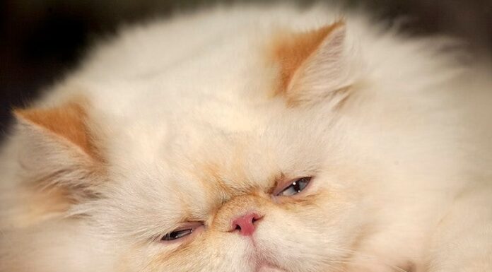 Are Persian Cats Lazy? Unveiling the Truth About These Fluffy Couch Potatoes do persian cats sleep more than normal cats? : r/persiancat