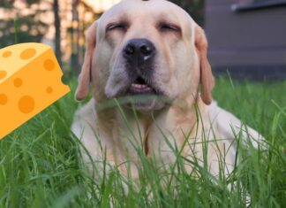 Can Dogs Eat Pimento Cheese? A Complete Guide to This Southern Treat Can Dogs Eat Pimento Cheese? Expert Answers & Advice