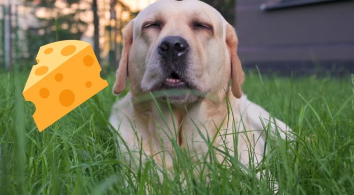 Can Dogs Eat Pimento Cheese? A Complete Guide to This Southern Treat Can Dogs Eat Pimento Cheese? Expert Answers & Advice