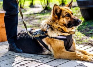 Celebrating National Police Dog Day: Honoring Our Four-Legged Heroes in Blue 'National Police K9 Day' Illustrates Honorable Talesnationalpolice.org › main › national