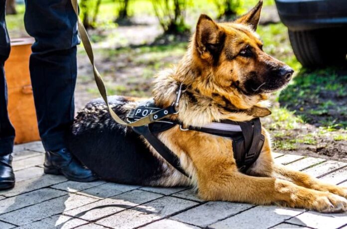 'National Police K9 Day' Illustrates Honorable Talesnationalpolice.org › main › national