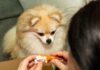 The Ultimate Guide to Pomeranian Diet: Keeping Your Fluffy Friend Healthy and Happy Diet & Nutrition Guide for Pomeranians