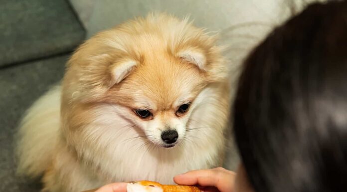 The Ultimate Guide to Pomeranian Diet: Keeping Your Fluffy Friend Healthy and Happy Diet & Nutrition Guide for Pomeranians