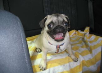Do Pugs Bark? Understanding Your Flat-Faced Friend’s Vocal Abilities Does anyone else's pug not bark?