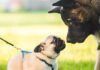 Do Pugs Get Along With Other Dogs? A Complete Guide to Pug Socialization Do pugs know they are different from other dogs?