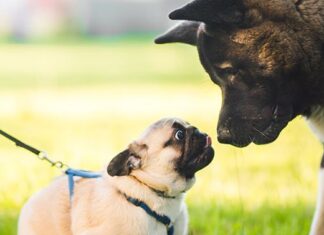 Do Pugs Get Along With Other Dogs? A Complete Guide to Pug Socialization Do pugs know they are different from other dogs?