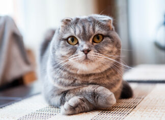The Ultimate Guide to Scottish Fold Tortoiseshell Cats: A Unique and Charming Breed Tortoiseshell scottish fold