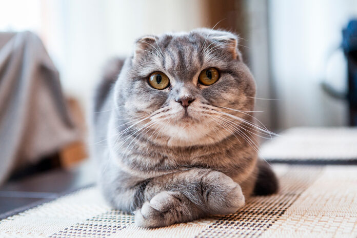 Tortoiseshell scottish fold