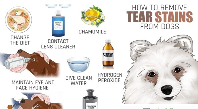 Natural Home Remedies to Clean Dog Tear Stains: A Complete Guide How to Remove Dog Tear Stains Naturally