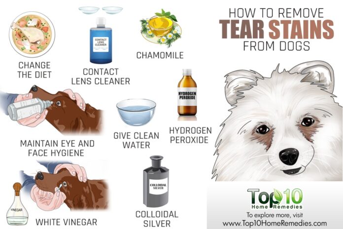 How to Remove Dog Tear Stains Naturally