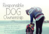 The Ultimate Guide to Responsible Dog Ownership: What Every Pet Parent Must Know Guidelines for responsible pet ownership