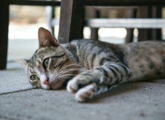How Often Should a Cat Sitter Visit? A Complete Guide to Keep Your Feline Friend Happy How many times should my cats be visited while I'm on vacation? : r/Pets