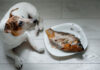 Can Dogs Eat Canned Sardines in Olive Oil? A Complete Guide to This Fishy Treat Can Dogs Eat Sardines? Sardine Nutrition