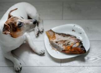 Can Dogs Eat Canned Sardines in Olive Oil? A Complete Guide to This Fishy Treat Can Dogs Eat Sardines? Sardine Nutrition