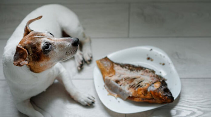 Can Dogs Eat Canned Sardines in Olive Oil? A Complete Guide to This Fishy Treat Can Dogs Eat Sardines? Sardine Nutrition