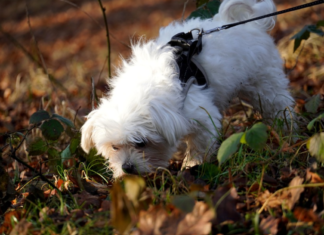 Can Dogs Smell Rain? The Amazing Science Behind Your Pet’s Weather-Predicting Abilities How is my dog able to sense rain/ thunderstorms