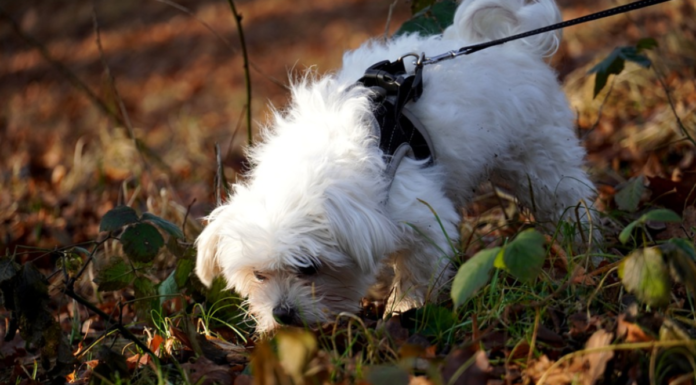Can Dogs Smell Rain? The Amazing Science Behind Your Pet’s Weather-Predicting Abilities How is my dog able to sense rain/ thunderstorms