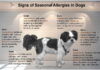 What to Give a Dog for Seasonal Allergies: Ultimate Guide for Pet Parents Seasonal Allergies in Dogs: Symptoms and Treatments