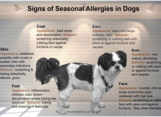What to Give a Dog for Seasonal Allergies: Ultimate Guide for Pet Parents Seasonal Allergies in Dogs: Symptoms and Treatments